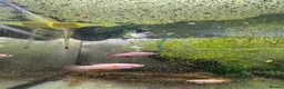 Plecos fish for sale: Male and female bettas And more community fish  - Advert 3