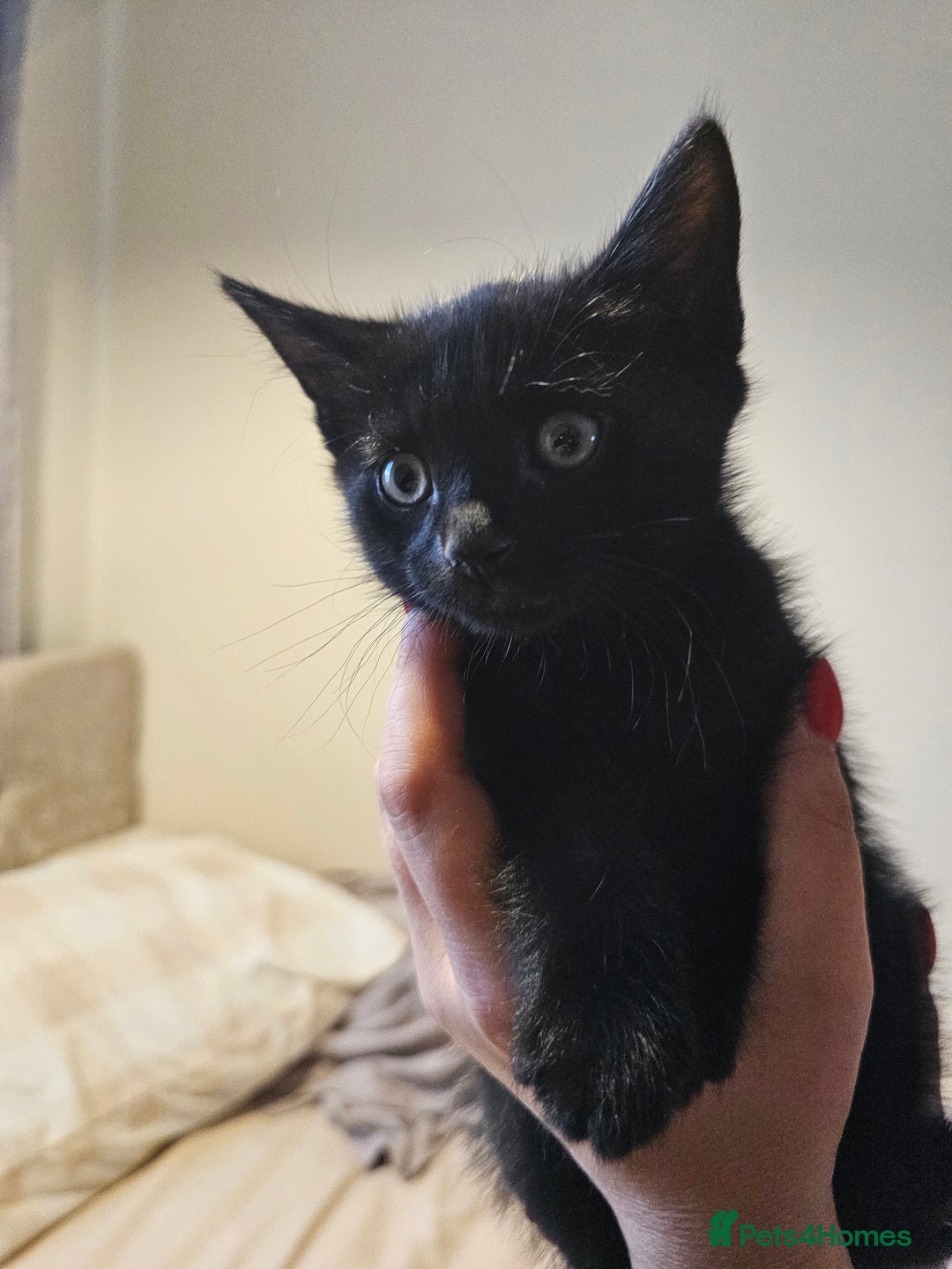 Mixed Breed cats for sale: 3 playful kittens  - Image 20