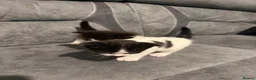 Mixed Breed cats for sale: Kittens for sale  in Hayes - Advert 3