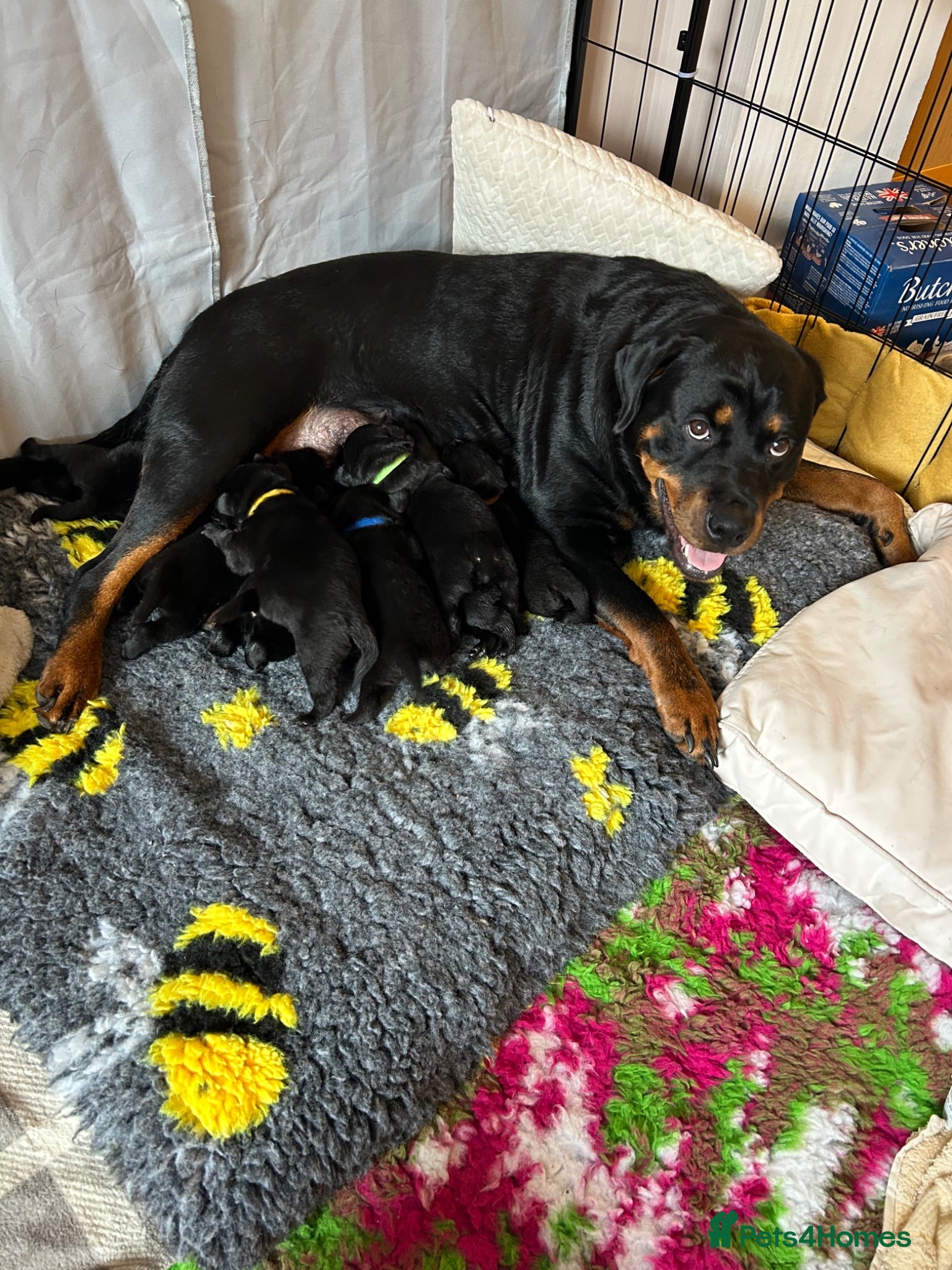 Mixed Breed dogs Gorgeous Rottweiler/Labrador pups - Advert 3