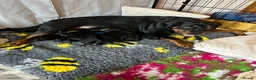 Mixed Breed dogs for sale: Gorgeous Rottweiler/Labrador pups - Advert 1