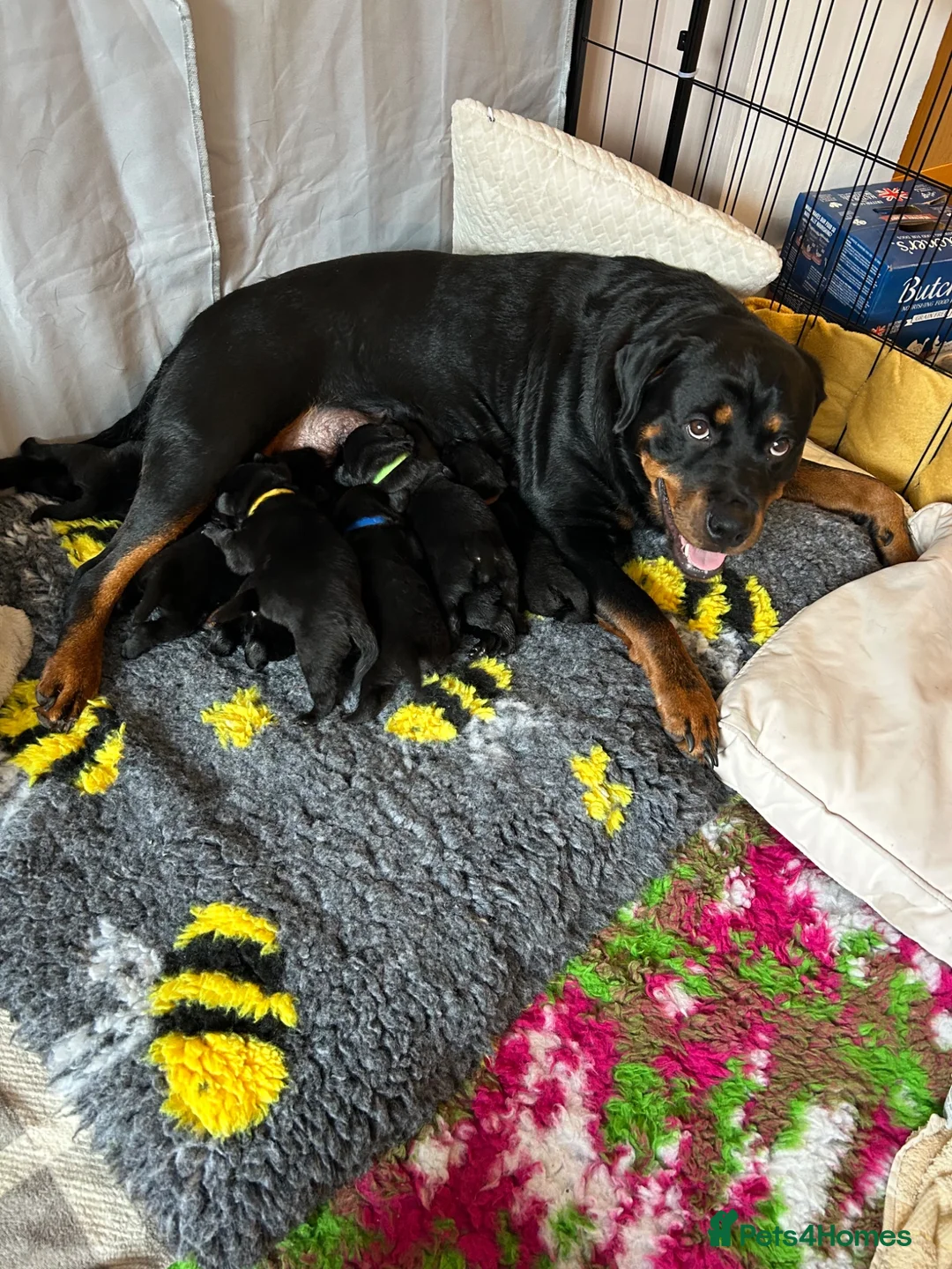 Mixed Breed dogs for sale: Gorgeous Rottweiler/Labrador pups - Advert 1