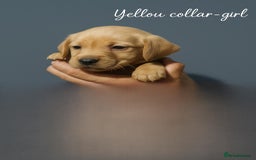 Labrador Retriever dogs for sale: Labrador pups - uniques Shades - Cream to Fox Red - Image 2