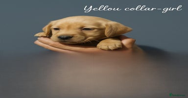 Labrador Retriever dogs - Advert 1
