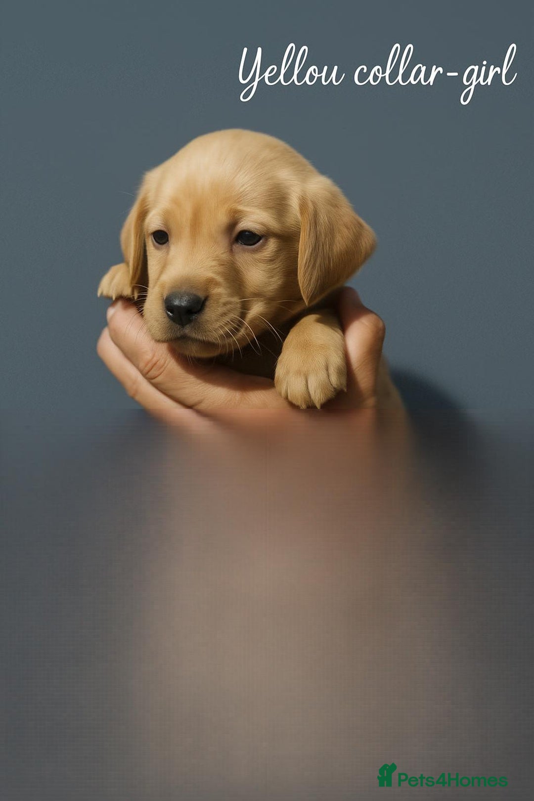 Labrador Retriever dogs for sale: Labrador pups - uniques Shades - Cream to Fox Red - Image 2