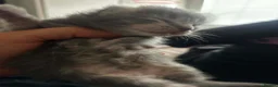 Maine Coon cats for sale: Mainecoon kittens blue/slivers greys  - Advert 3