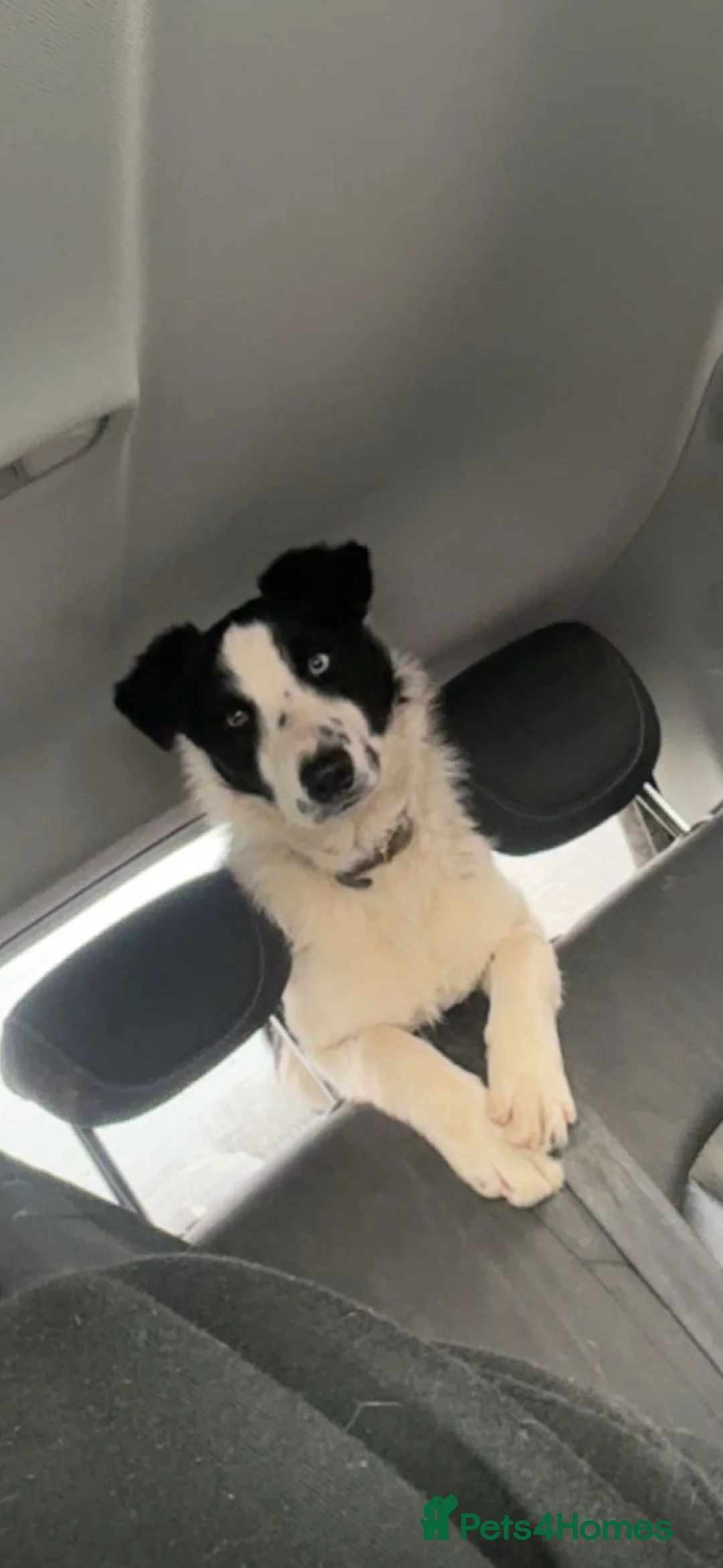Border Collie dogs for sale:  isds reg border collie in Bideford - Advert 2