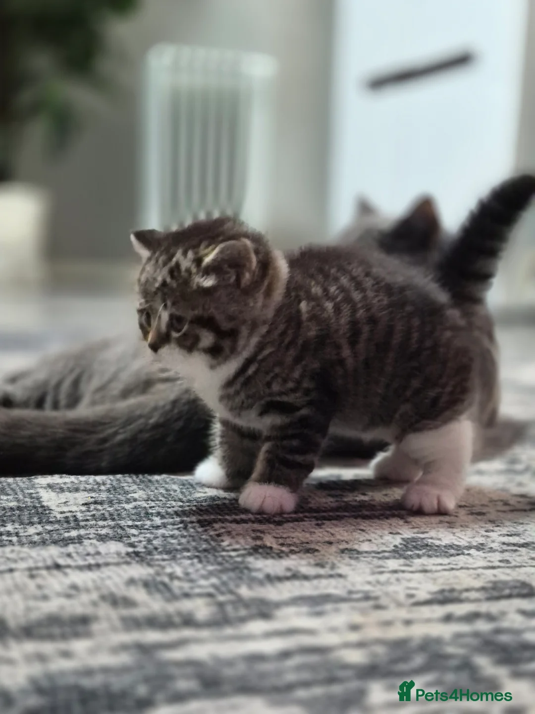 Mixed Breed cats for sale:  Stunning British Shorthair x Bengal - Advert 18