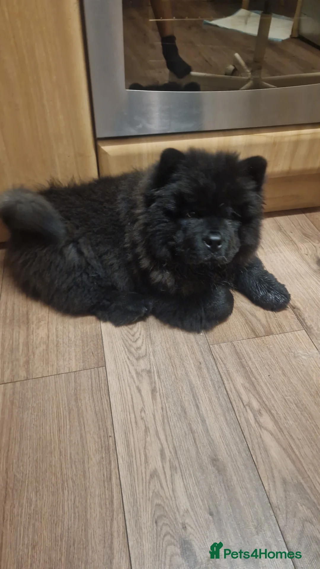 Chow Chow dogs for stud: Chow chow male ready for stud  in Bradford - Advert 2