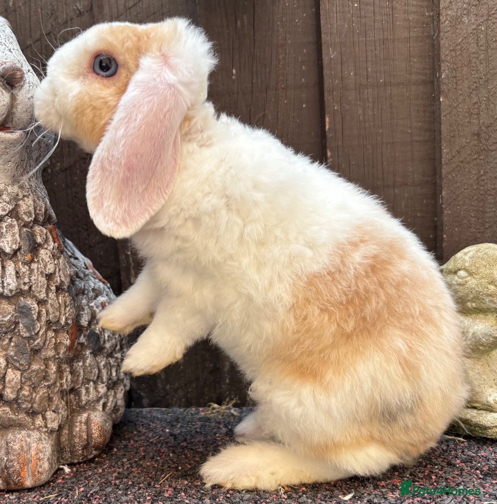 Mini Lop rabbits Mini Plush Lops. Hypoallergenic Fur. - Advert 19