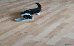 Domestic Shorthair cats for sale: 3 Loving Kittens Ready for Their New Home  - Image 2