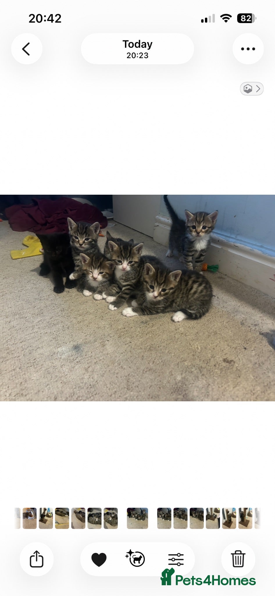 Mixed Breed cats 7 adorable kittens - Advert 11