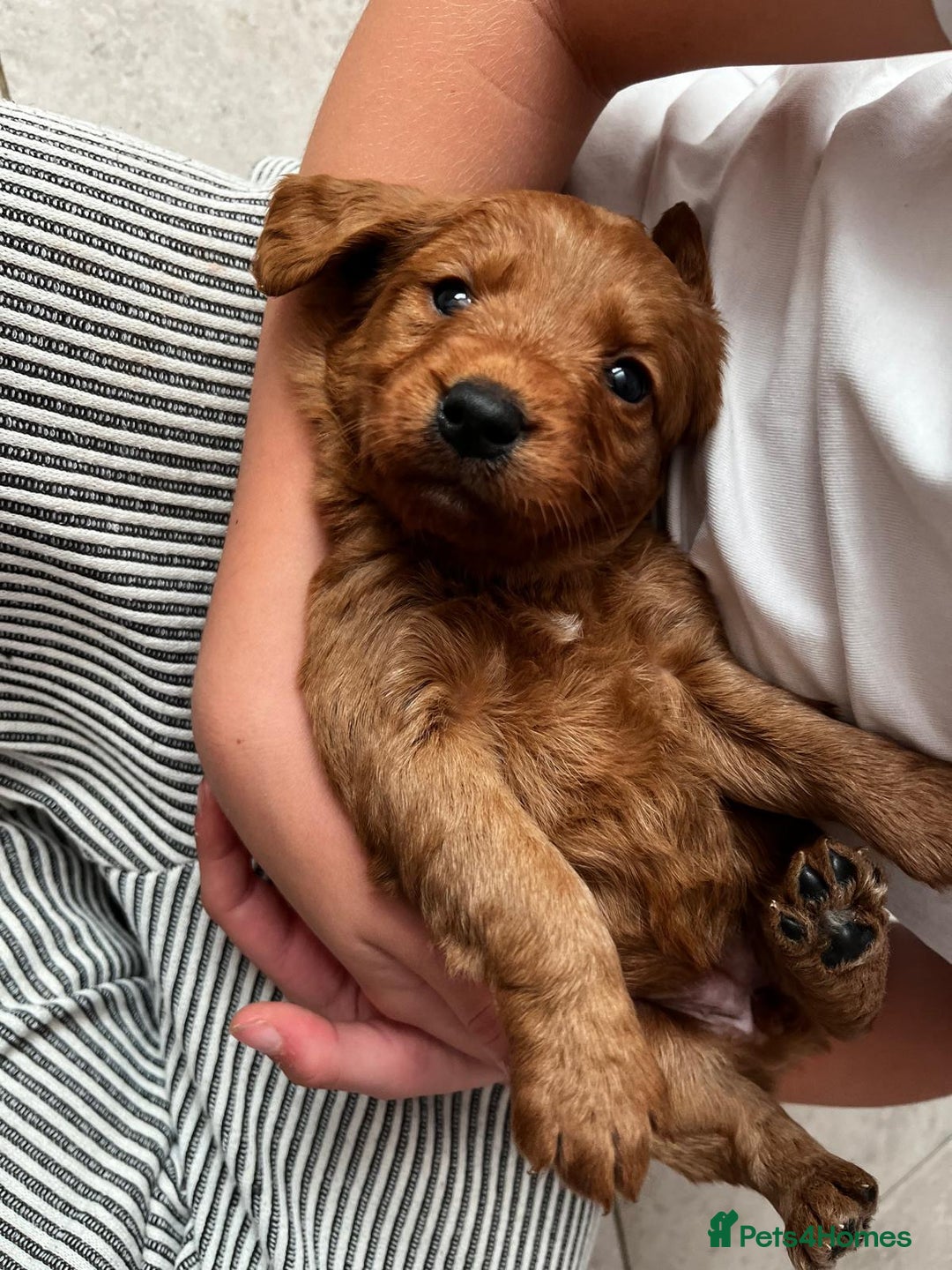 Labradoodle dogs for sale: Miniature Fox Red Labradoodles  - Image 8