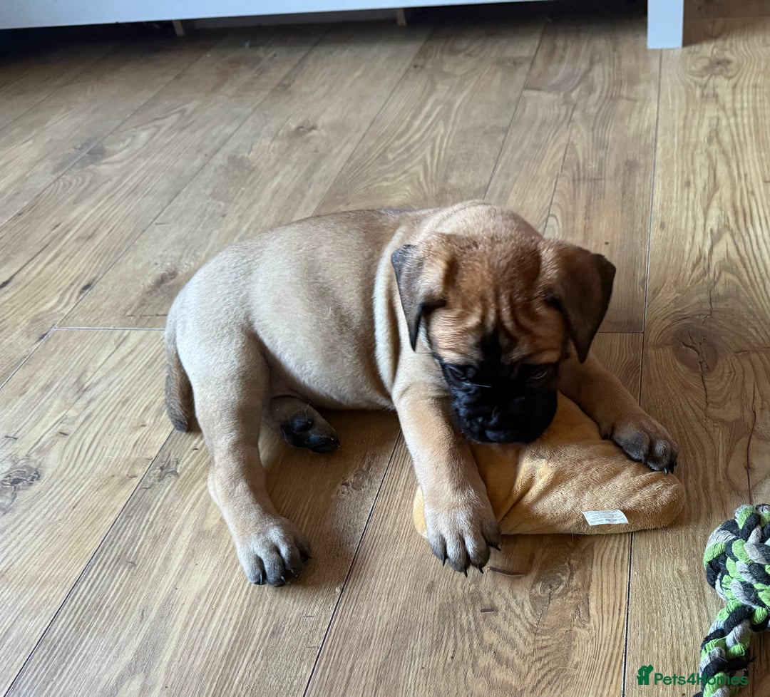 Bullmastiff dogs for sale: Show Quality Bullmastiff Puppies - Image 5