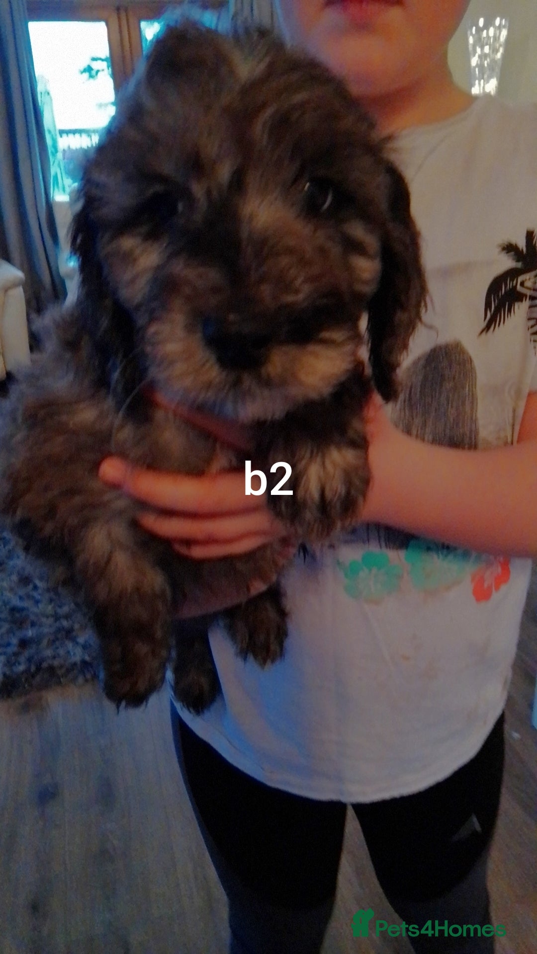 Cockapoo dogs for sale:  merles & chocolate & black Cockapoo puppies - Advert 2