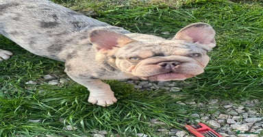 French Bulldog dogs - Advert 10