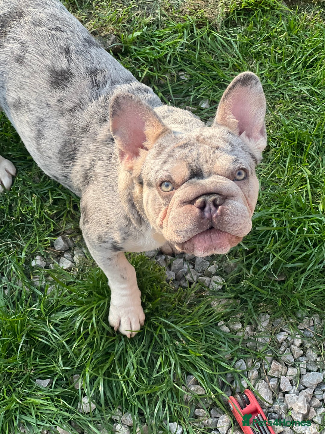 French Bulldog dogs for sale: Dolly is looking for a new home 🩷 - Image 2