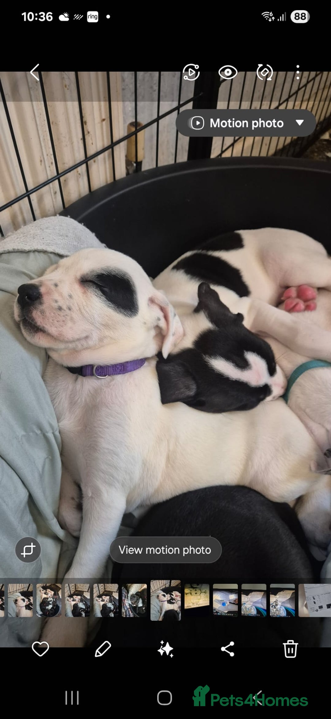 Mixed Breed dogs for sale: Staffy x malonios - Advert 4