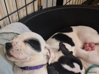 Mixed Breed dogs Staffy x malonios - Advert 12