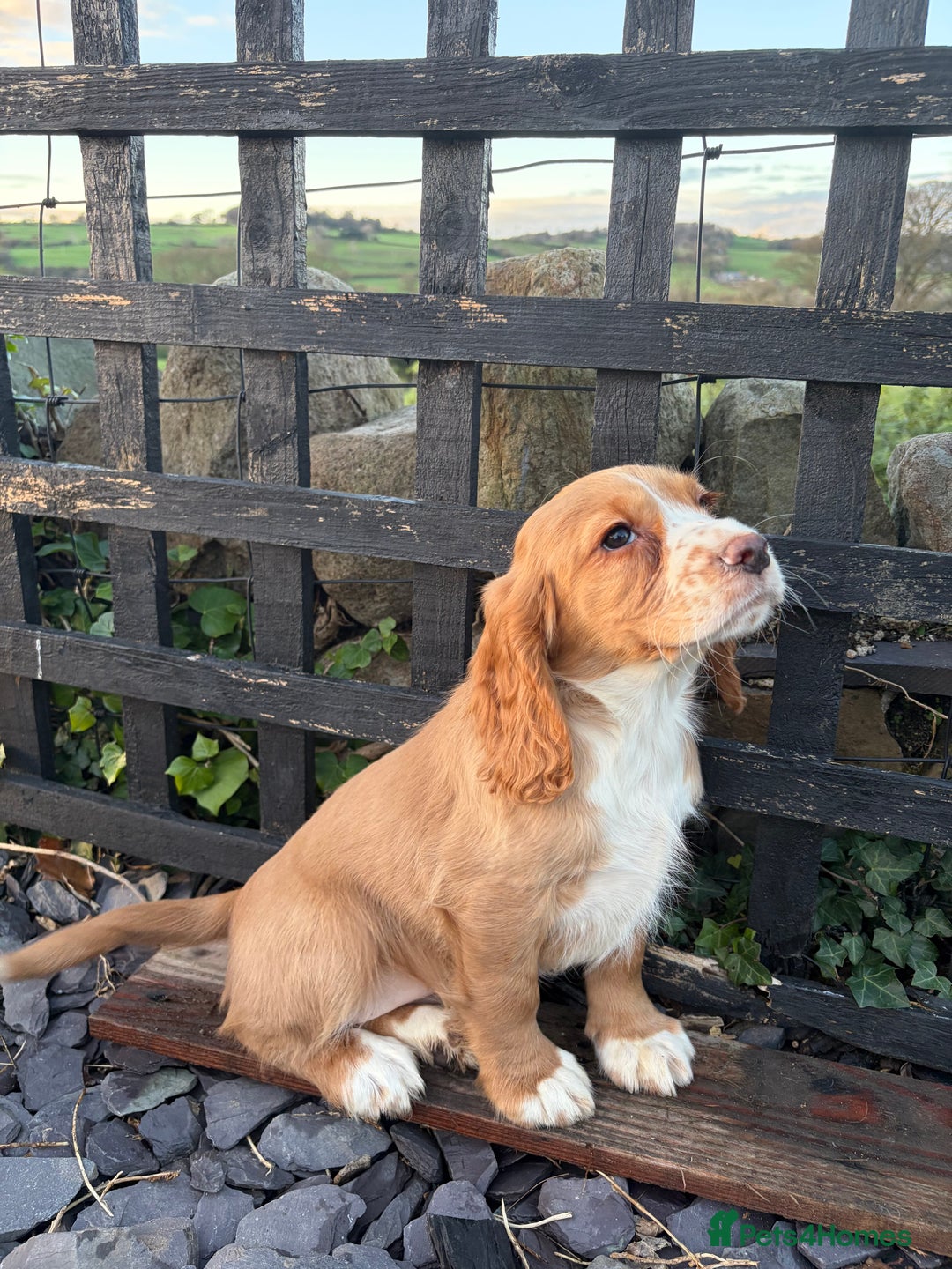 Cocker Spaniel dogs for sale: Cocker spaniel - Advert 4