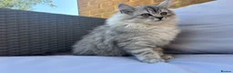 Persian cats for sale: Persian Chinchilla - Advert 1