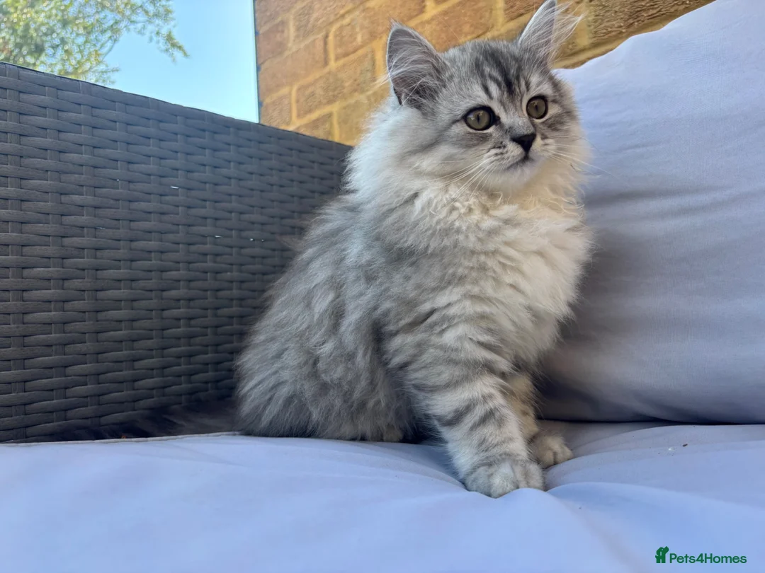 Persian cats for sale: Persian Chinchilla - Advert 1