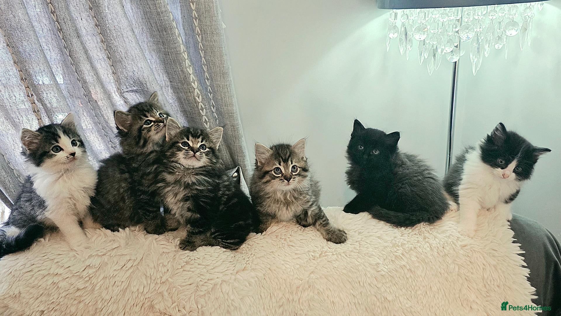 Ragdoll cats Beautiful Ragdoll cross Norwegian forest kittens  - Advert 5