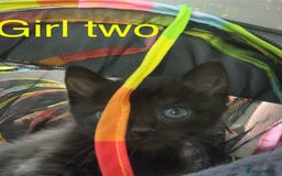 Mixed Breed cats for sale: 3 beautiful black kitten girls  - Image 5
