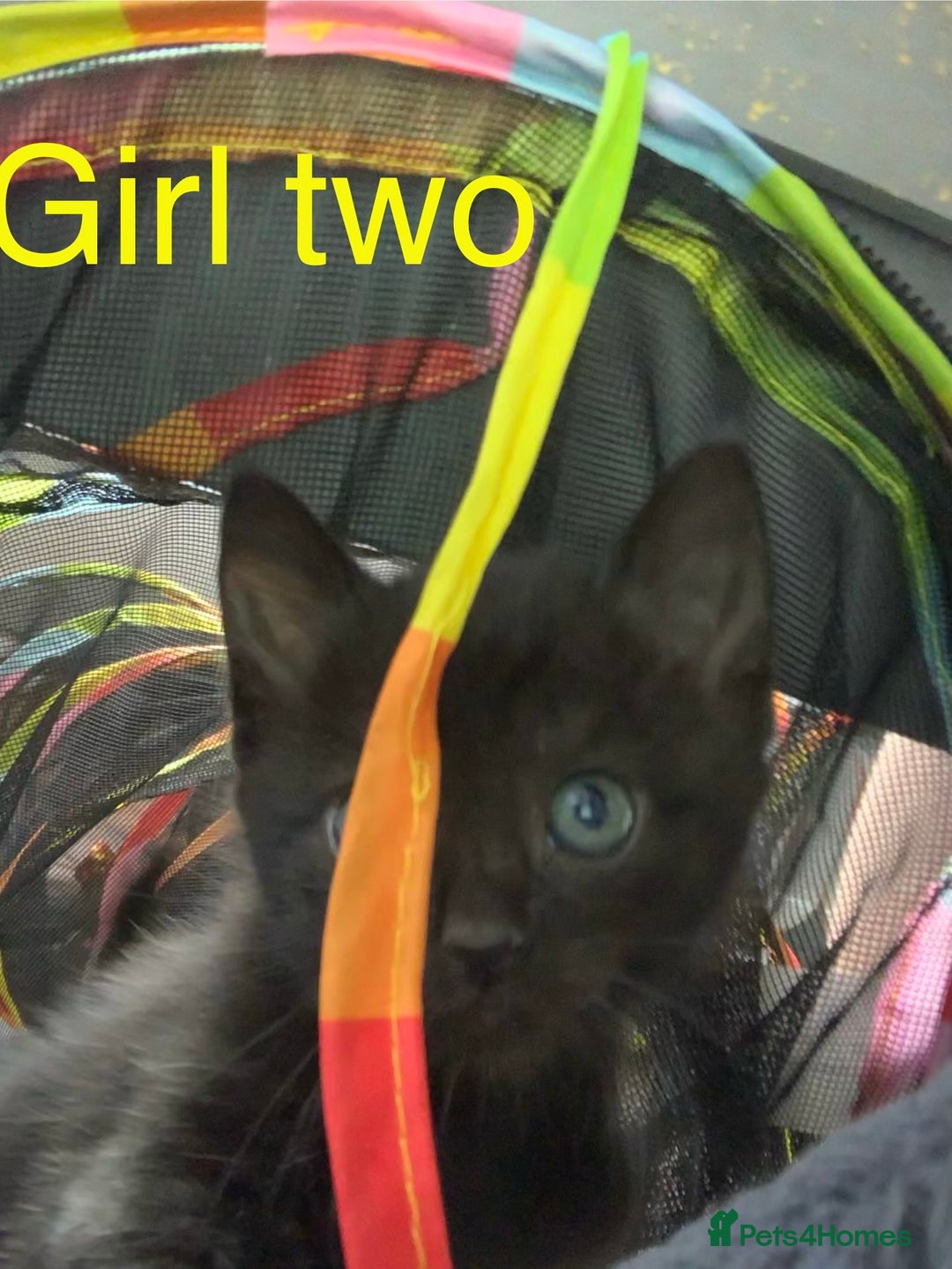 Mixed Breed cats for sale: 3 beautiful black kitten girls  - Image 5