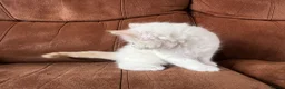Maine Coon cats for sale: 4 LEFT! Stunning main coon x ragdoll kittens  - Advert 10