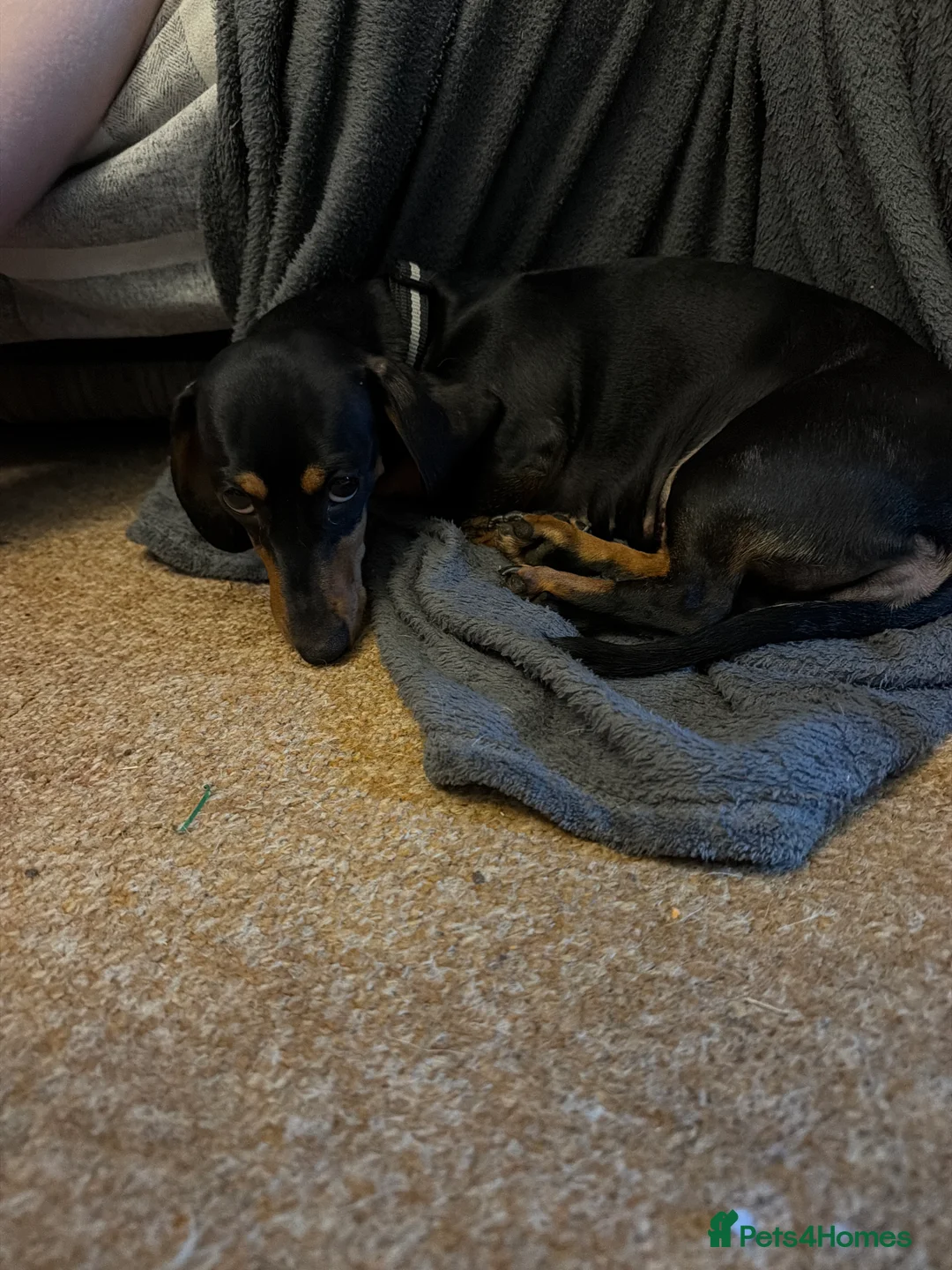 Mixed Breed dogs for sale: Schweenie boys  in Bury Saint Edmunds - Advert 1