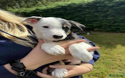 Border Collie dogs for sale: Border Collie pups  - Image 2