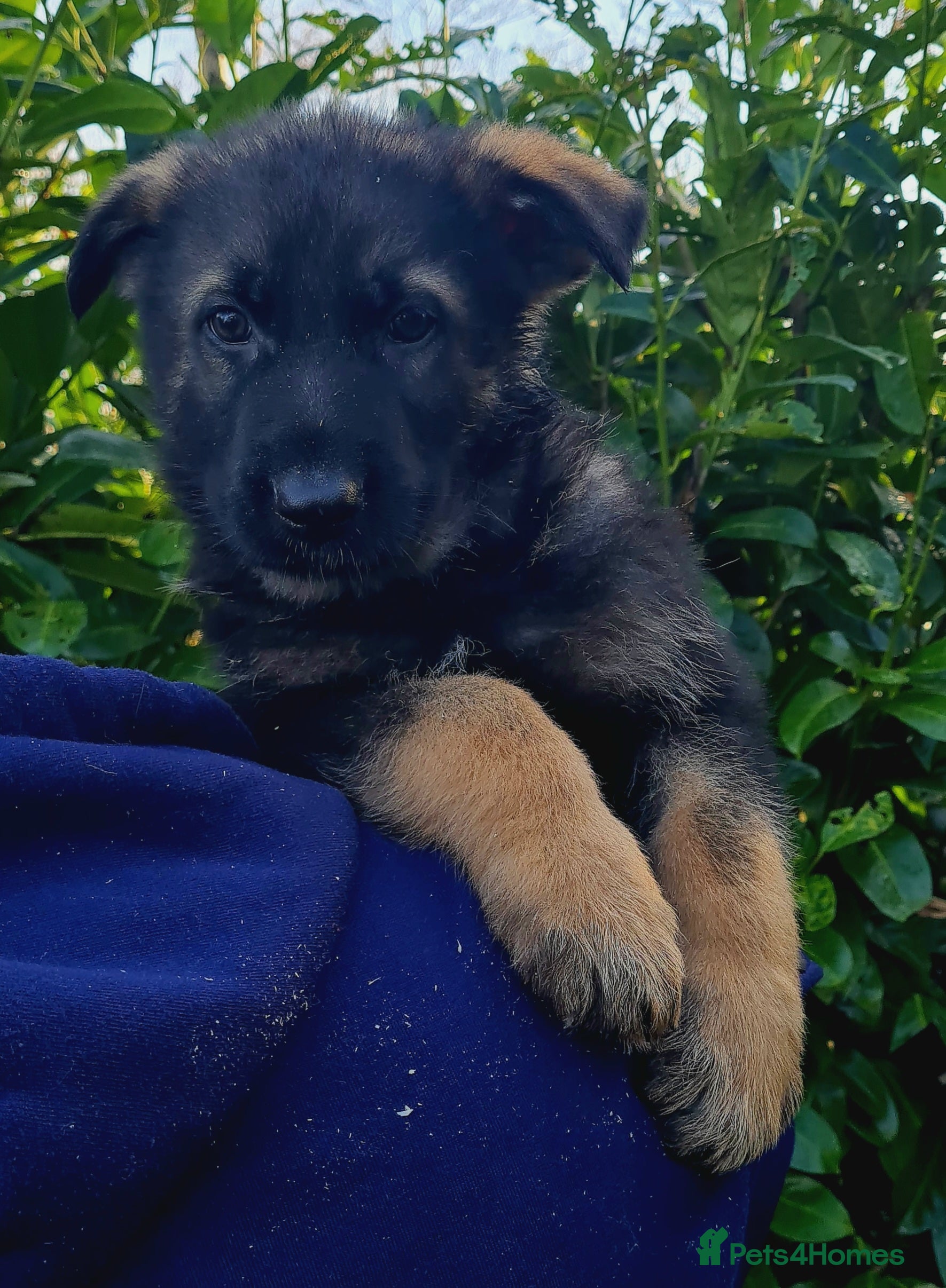 German Shepherd dogs German Shepherd Puppies For Sale - Advert 4