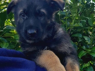 German Shepherd dogs German Shepherd Puppies For Sale - Advert 4