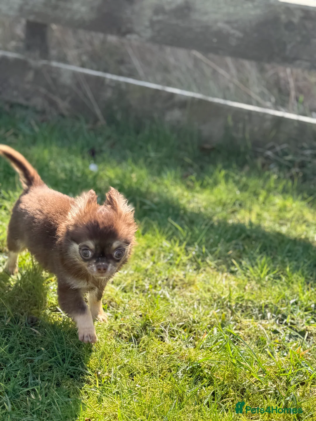 Chihuahua dogs for sale: Stunning long coated chihuahua brothers  - Advert 2
