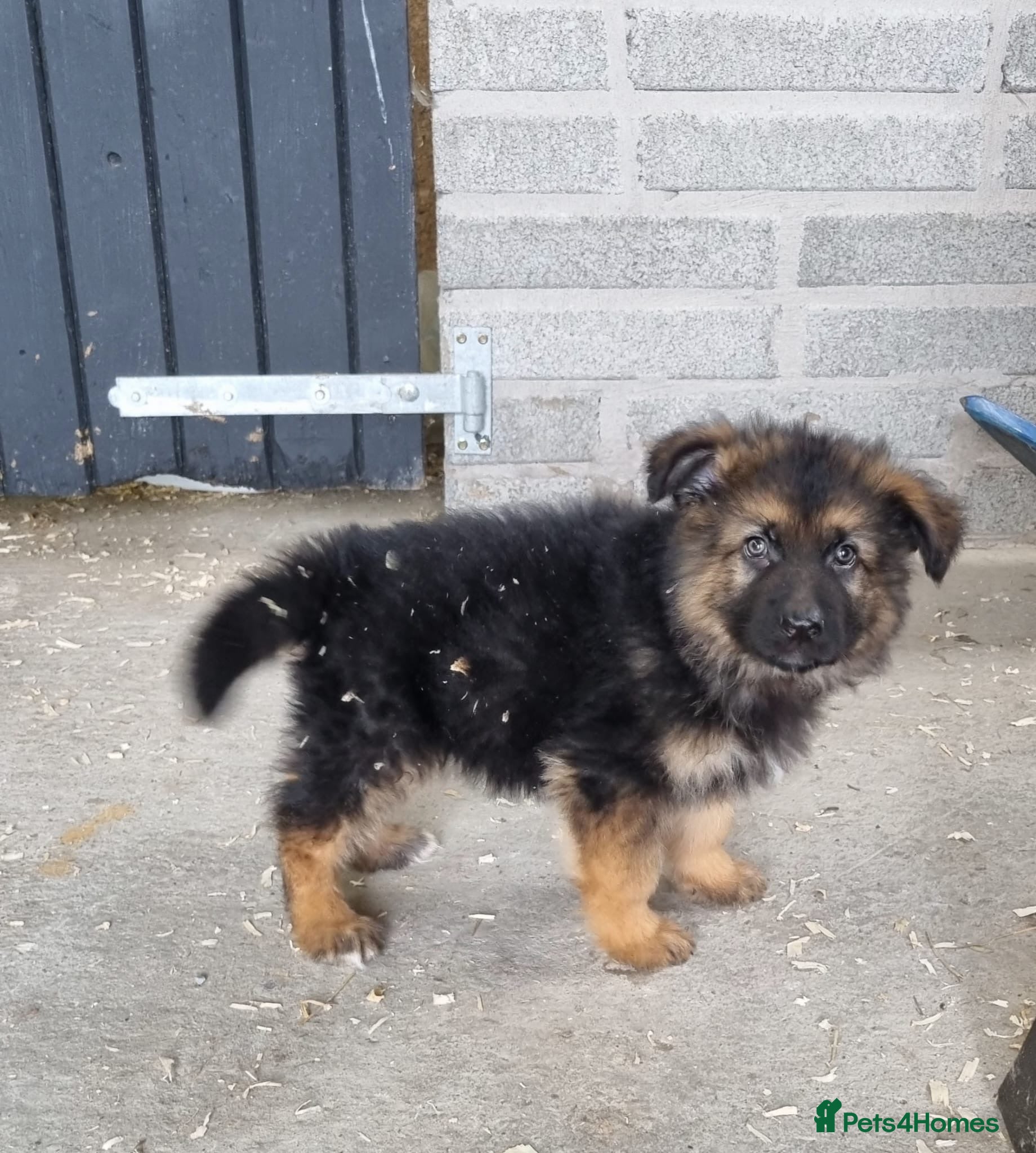 German Shepherd dogs Pedigree registered German shepherd pups ONE BOY  - Advert 1