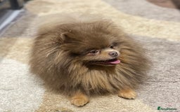 Pomeranian dogs for stud: 💜🧡Lilac & tan KC stud Benji champions in line  in Guildford - Image 2
