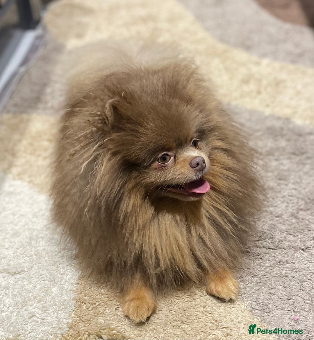 Pomeranian dogs for stud: 💜🧡Lilac & tan KC stud Benji champions in line  in Guildford - Image 2