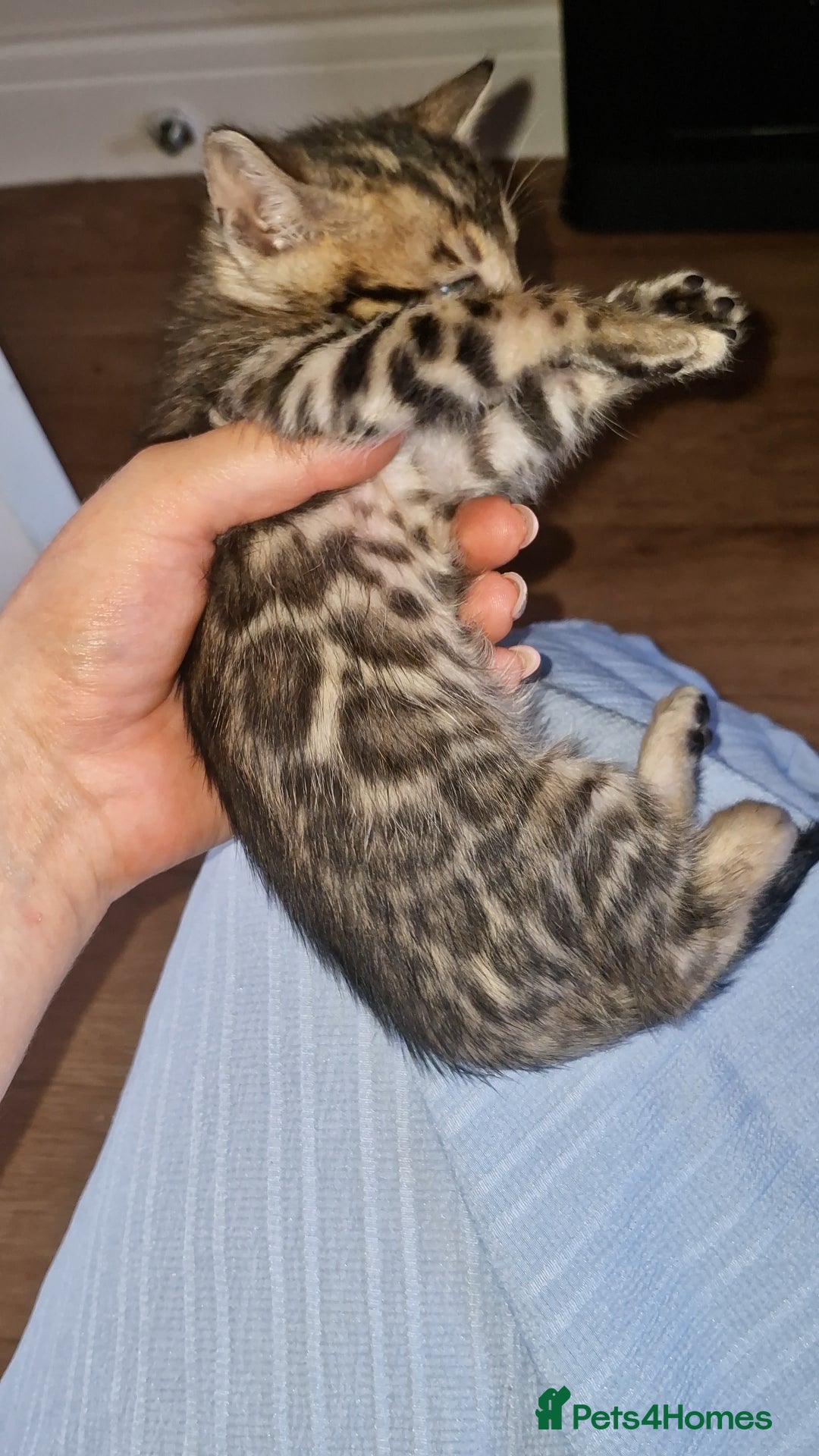 Bengal cats for sale: TICA Genetic & Health Tested Bengal Kittens  - Image 3
