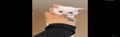 Boy Siamese 