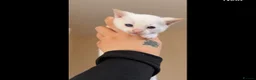 Siamese cats for sale: Siamese - Advert 6