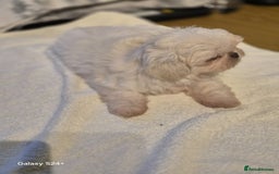Shih Tzu dogs for sale: Outstanding Imperial Shih Tzu Pups - Image 15