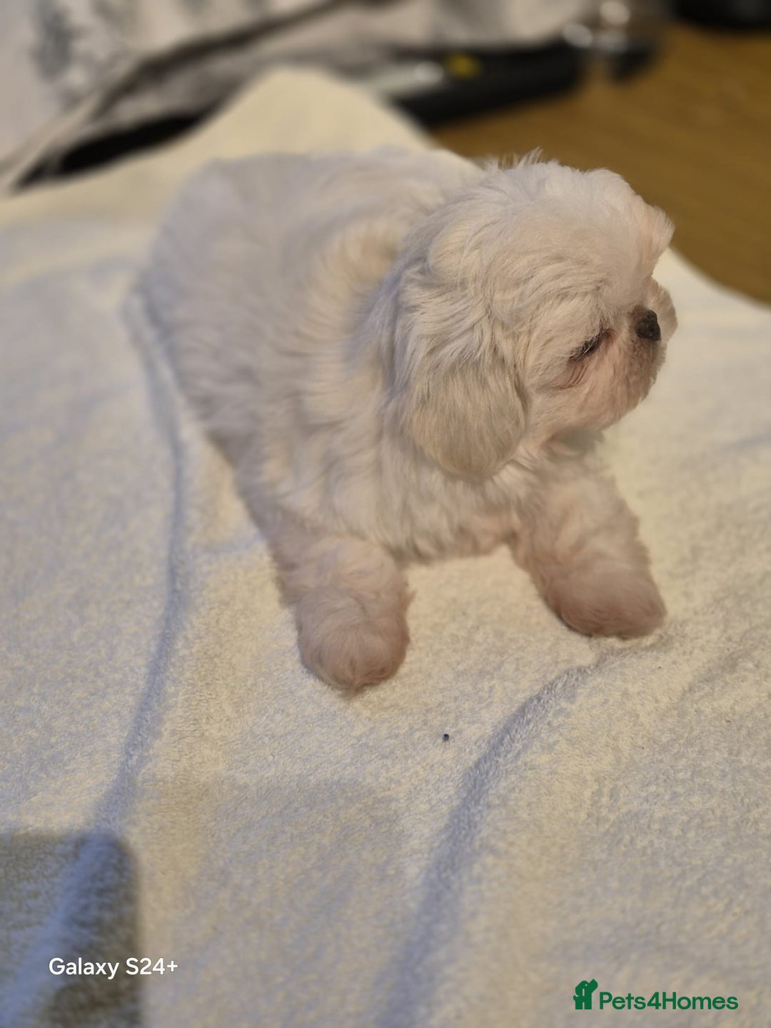 Shih Tzu dogs for sale: Outstanding Imperial Shih Tzu Pups - Image 15