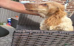 Cocker Spaniel dogs for sale: Show cocker spaniels in Doncaster - Image 27