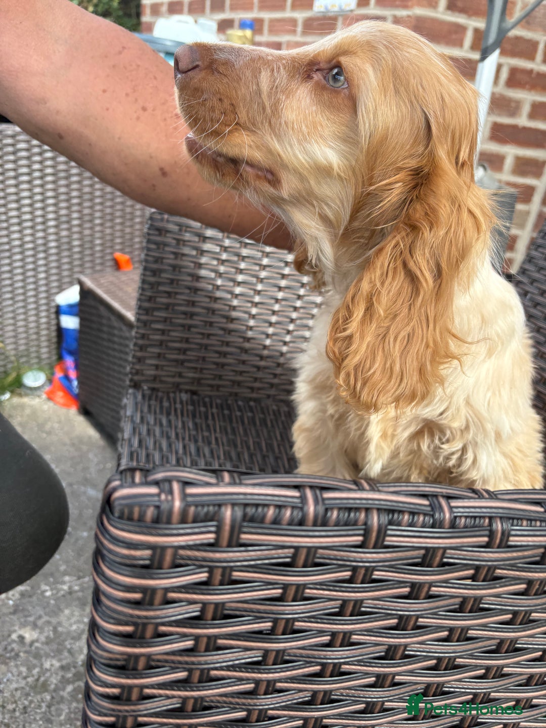 Cocker Spaniel dogs for sale: Show cocker spaniels in Doncaster - Image 27