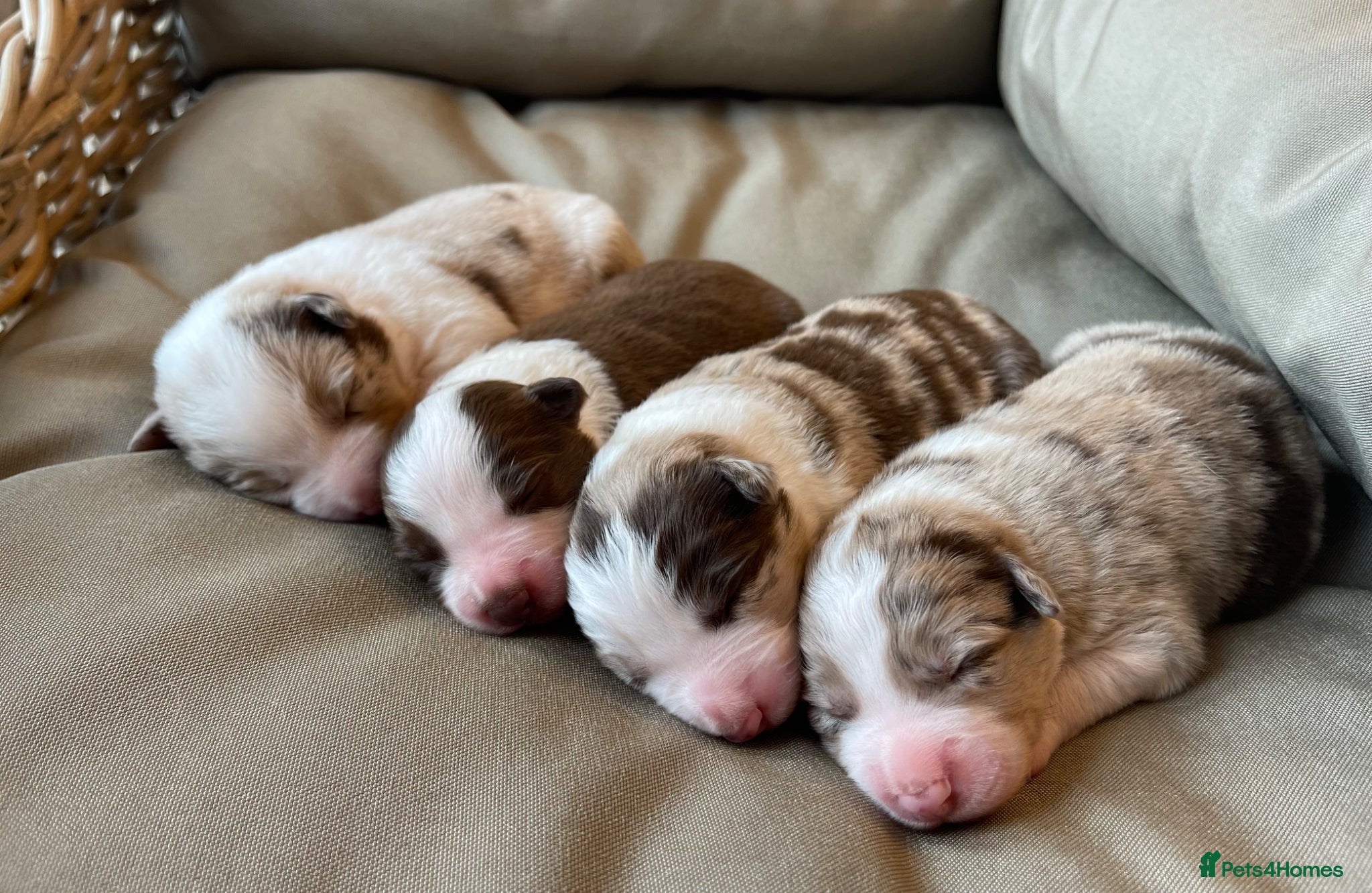 Border Collie dogs 🐾OUTSTANDING *UNIQUE* BORDER COLLIE PUPPIES🐾 - Advert 2