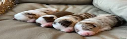 Border Collie dogs for sale: 🐾OUTSTANDING *UNIQUE* BORDER COLLIE PUPPIES🐾 - Advert 16
