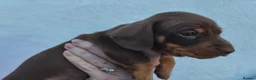 Miniature Dachshund dogs for sale: Super small miniature dachshund kc - Advert 12
