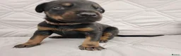Dobermann dogs for sale: European doberman puppies for sale. in Swindon - Advert 3