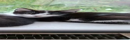 Mixed Breed cats for sale: Female kitten looking for loving home in Knottingley - Advert 2